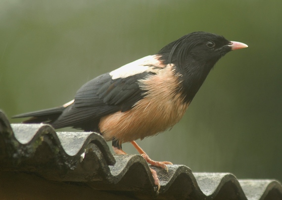 Rose-coloured Starling
