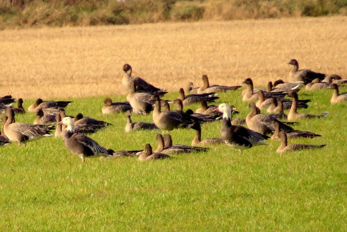 Lesser Snow Goose