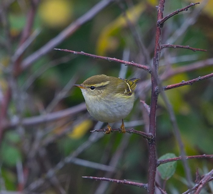 Yellow-browed Warbler