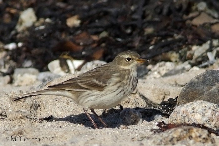Water Pipit