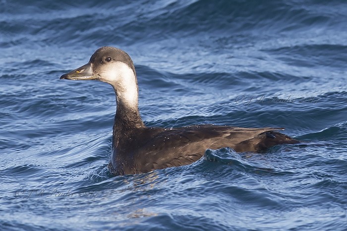 Common Scoter