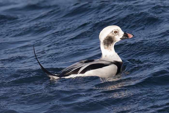 Long-tailed Duck