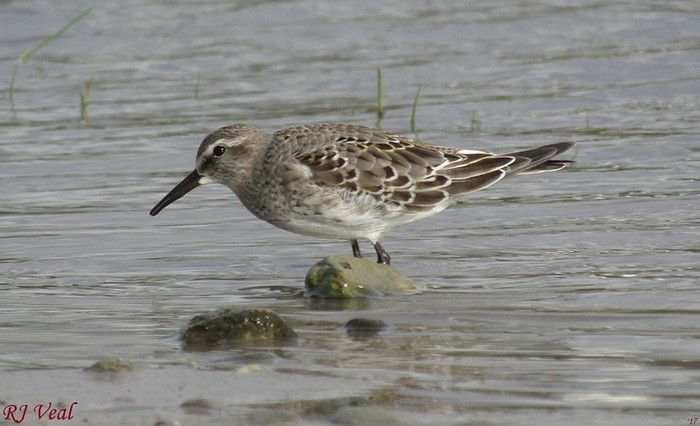 White-rumped Sandpiper