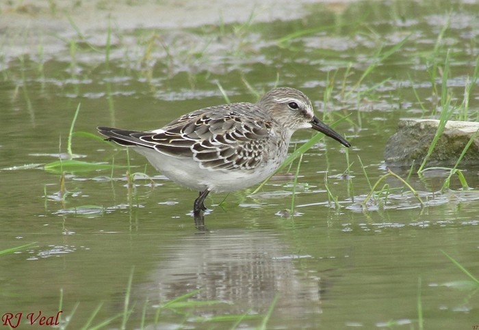 White-rumped Sandpiper