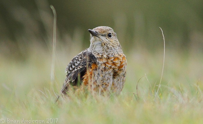 Rock Thrush