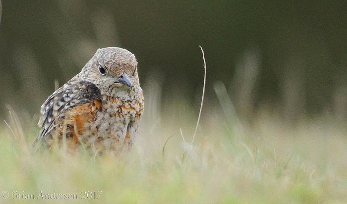 Rock Thrush