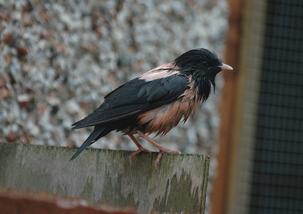 Rose-coloured Starling