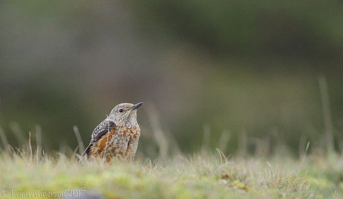Rock Thrush