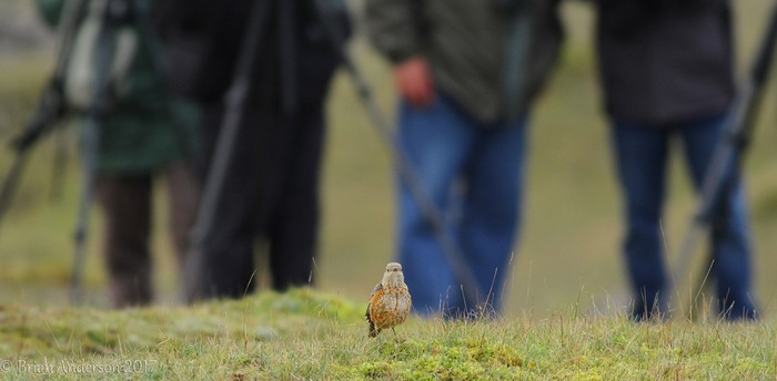 Rock Thrush