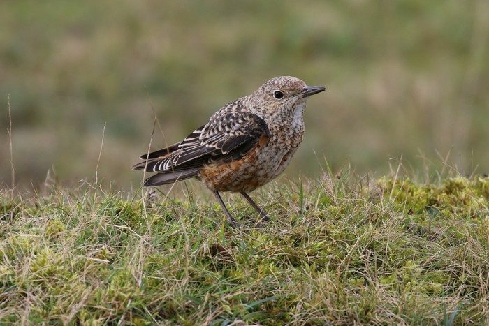 Rock Thrush