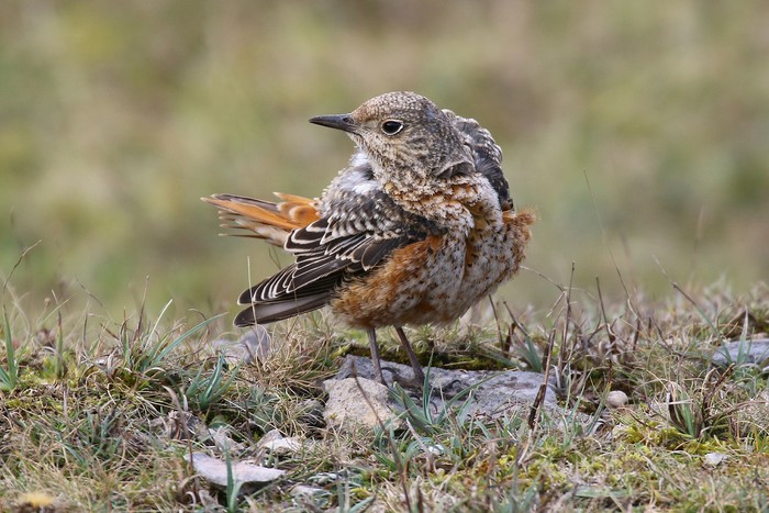 Rock Thrush