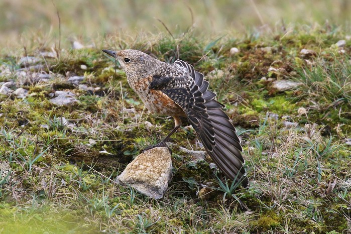 Rock Thrush