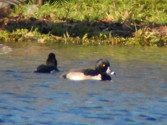Ring-necked Duck