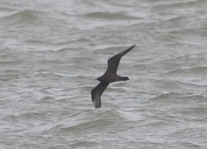 Arctic Skua