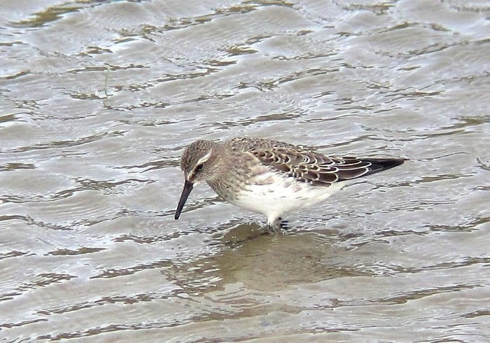 White-rumped Sandpiper