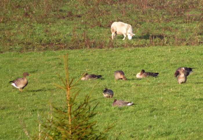 Russian White-fronted Goose