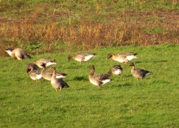 Taiga Bean Goose