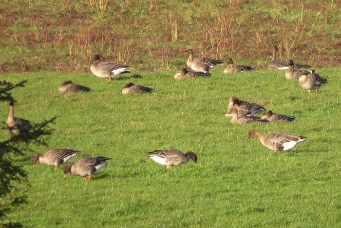 Taiga Bean Goose