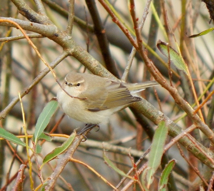 Siberian Chiffchaff
