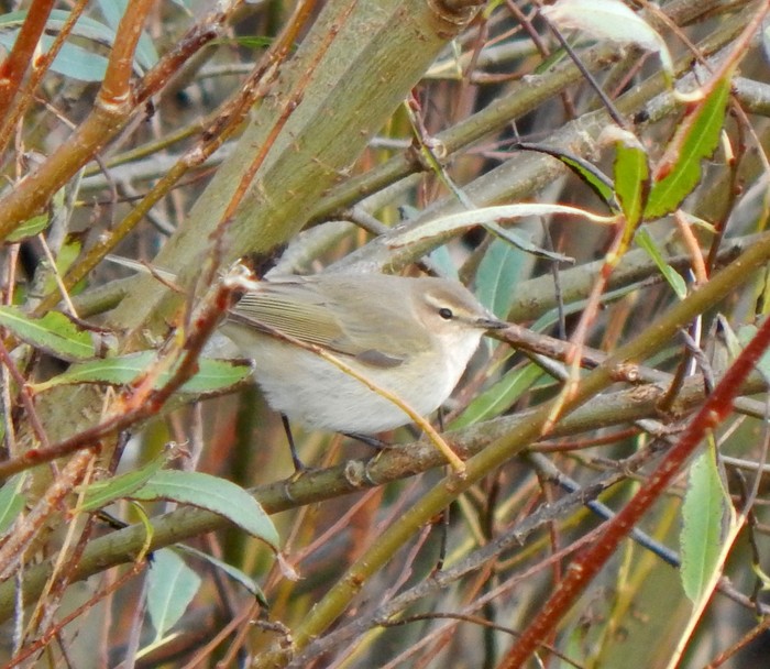 Siberian Chiffchaff