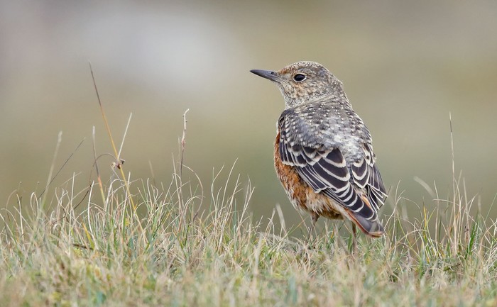 Rock Thrush