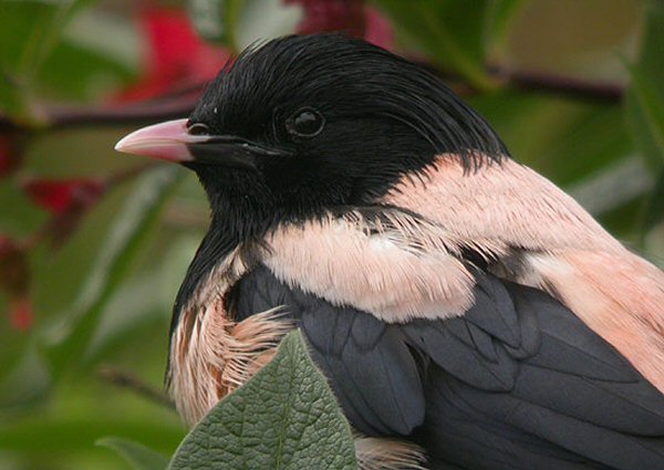 Rose-coloured Starling
