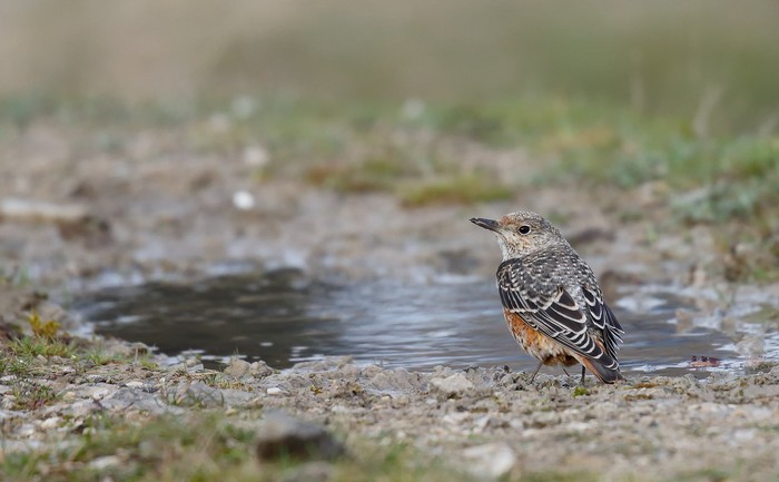 Rock Thrush