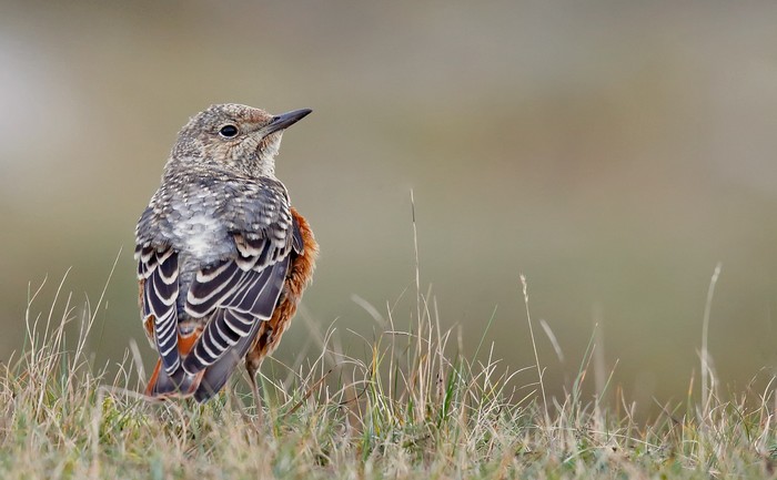 Rock Thrush