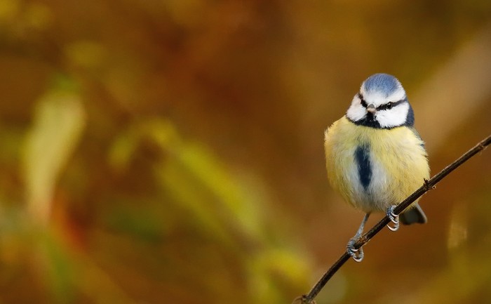 Blue Tit