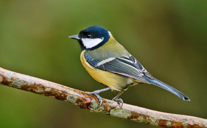 Great Tit