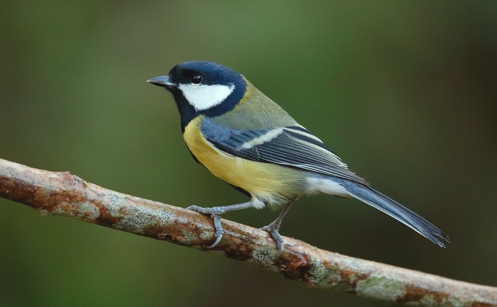Great Tit