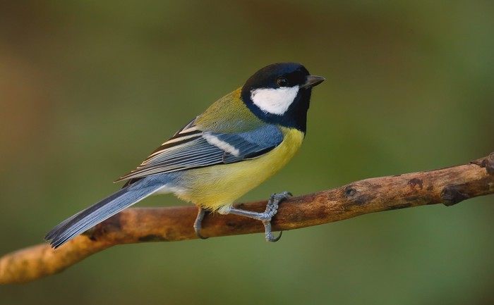 Great Tit