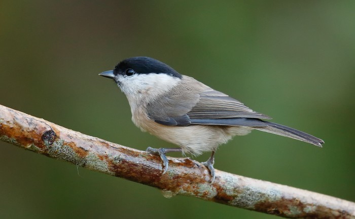 Marsh Tit