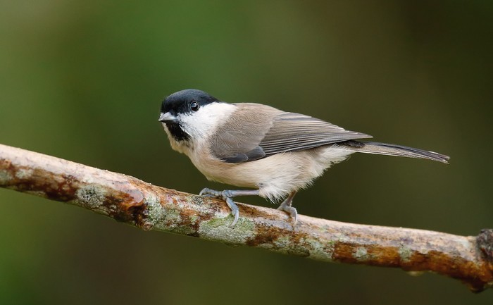 Marsh Tit