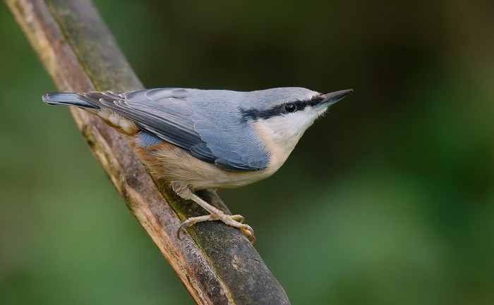 Nuthatch