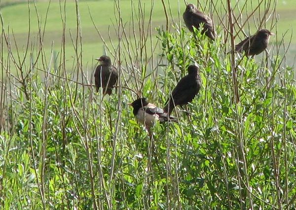 Rose-coloured Starling