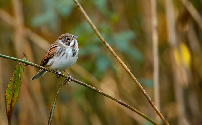 Reed Bunting