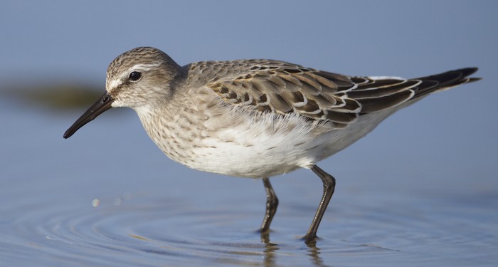 White-rumped Sandpiper