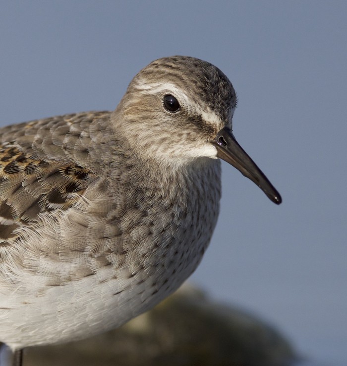White-rumped Sandpiper