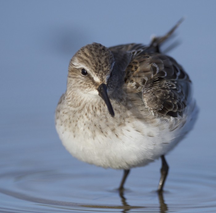White-rumped Sandpiper