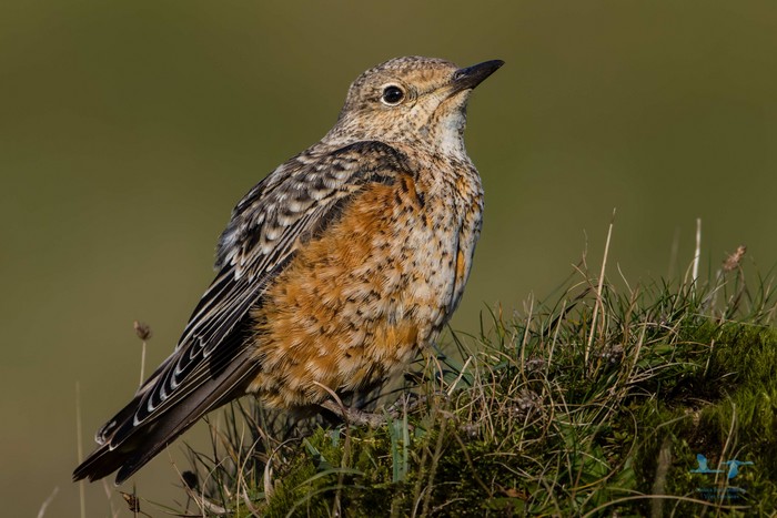 Rock Thrush