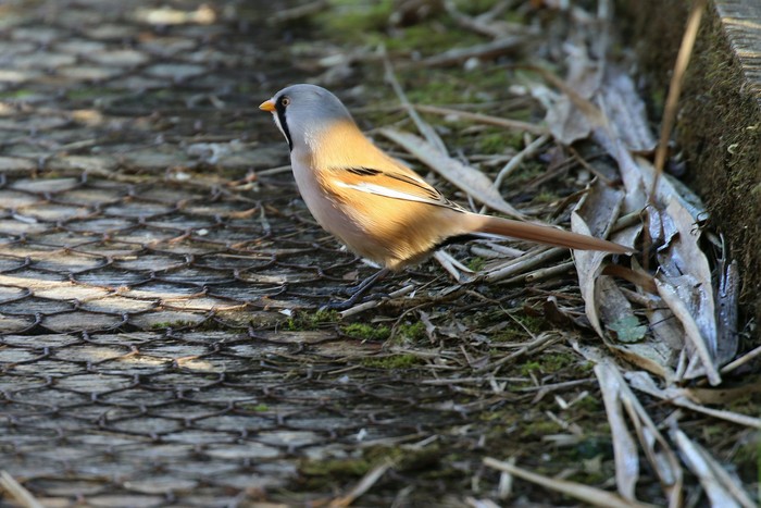 Bearded Tit