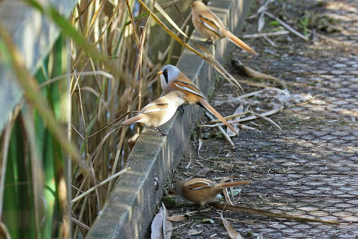 Bearded Tit