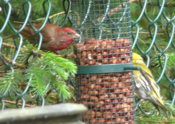 Common Rosefinch