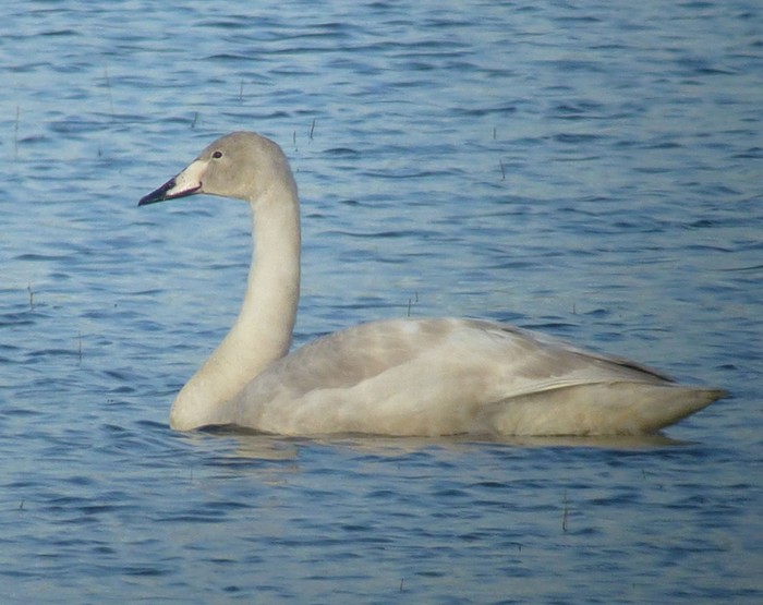 Whooper Swan
