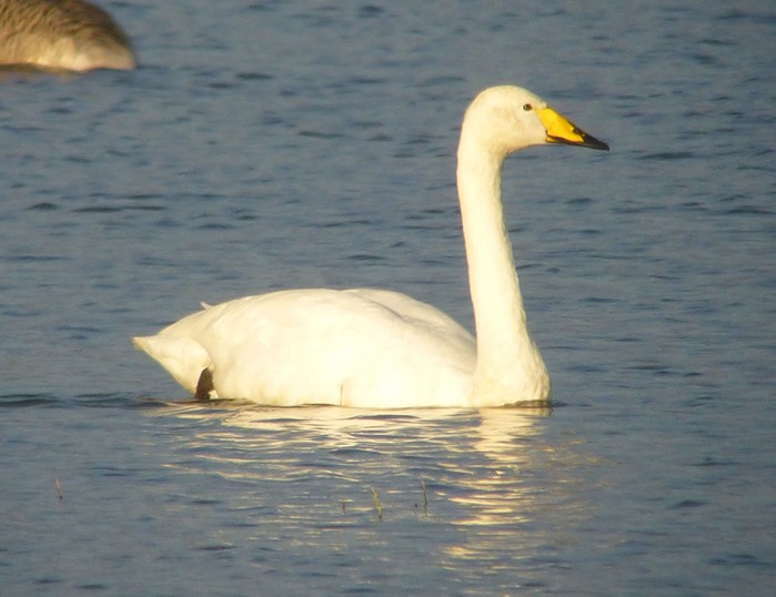 Whooper Swan