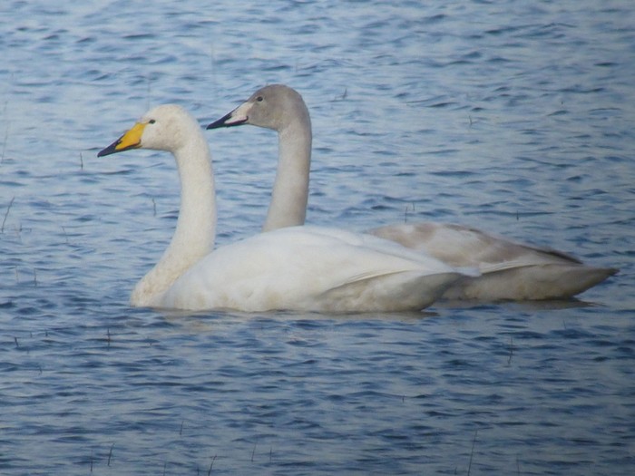 Whooper Swan