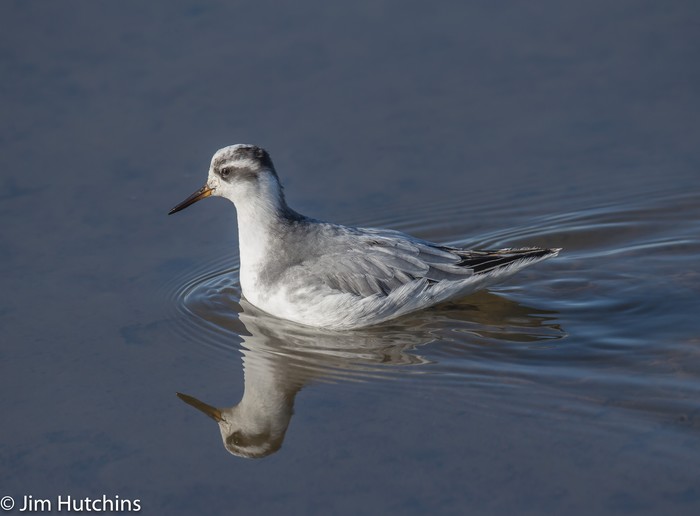 Grey Phalarope