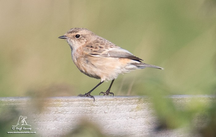Siberian Stonechat
