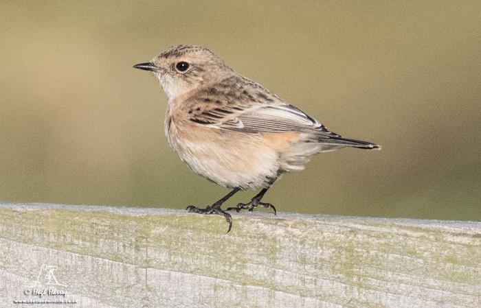 Siberian Stonechat